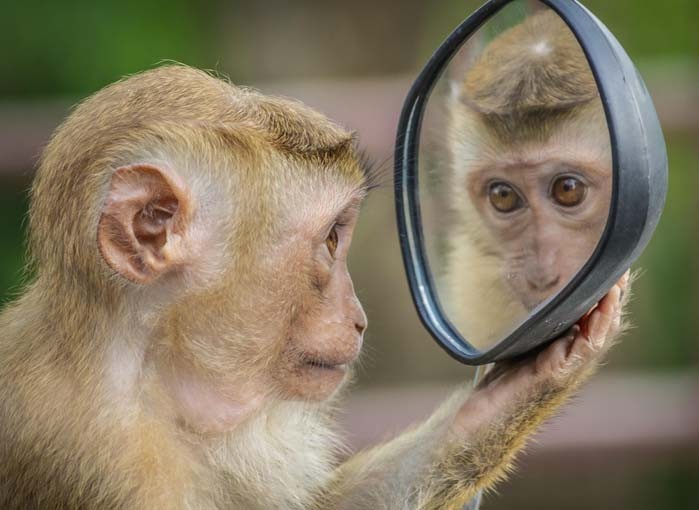 monkey-3512996_1280